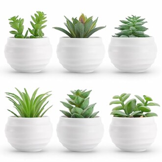 Der Rose Succulents